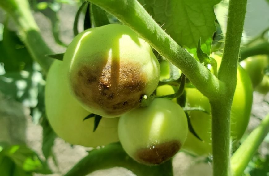 Blossom end rot on green tomatoes